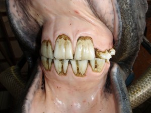 Abnormal incisors